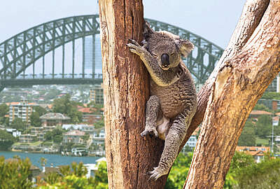New South Wales Koala